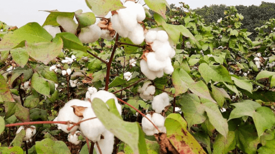Cotton